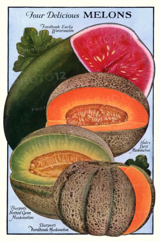 Four Melons