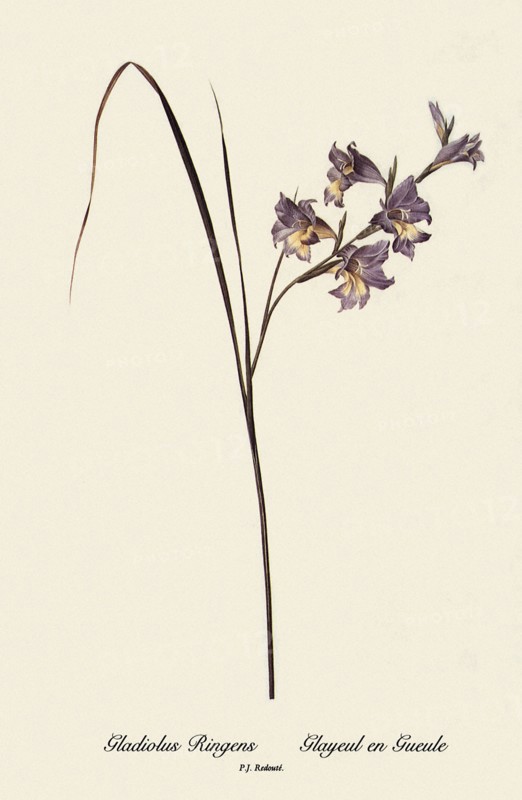 Gladiolus Ringens, Glayeul en Gueule