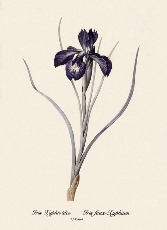 Fritillaria Persica, Fritillaire de Perse