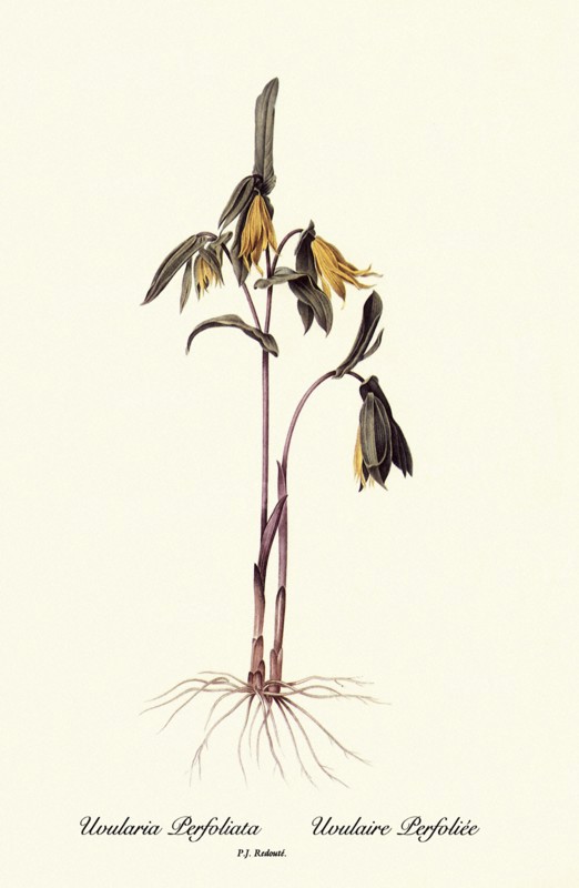 Uvularia Perfoliata, Uvulaire Perfoliée