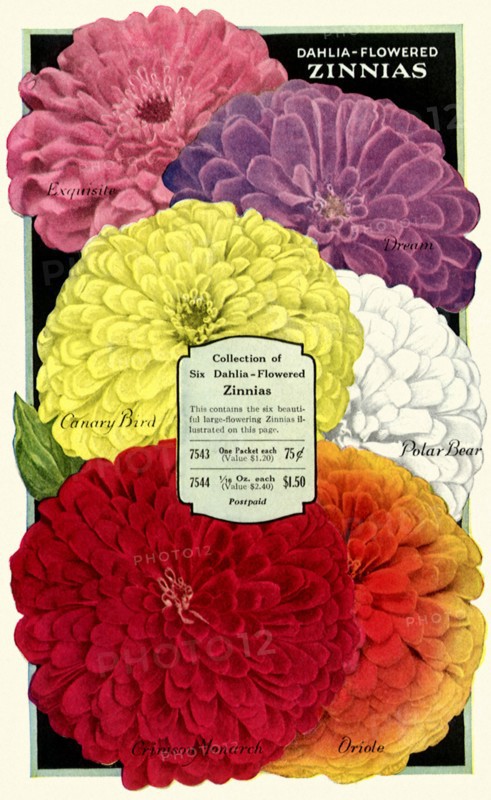 Dahlia-Flowered Zinnias