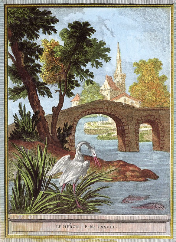 Heron Eyes Fish