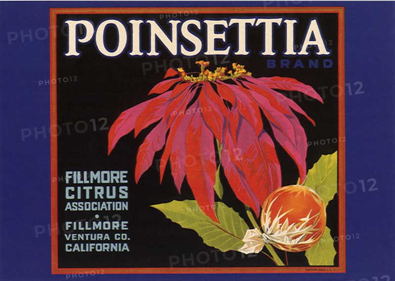 Poinsettia Fruit Label.