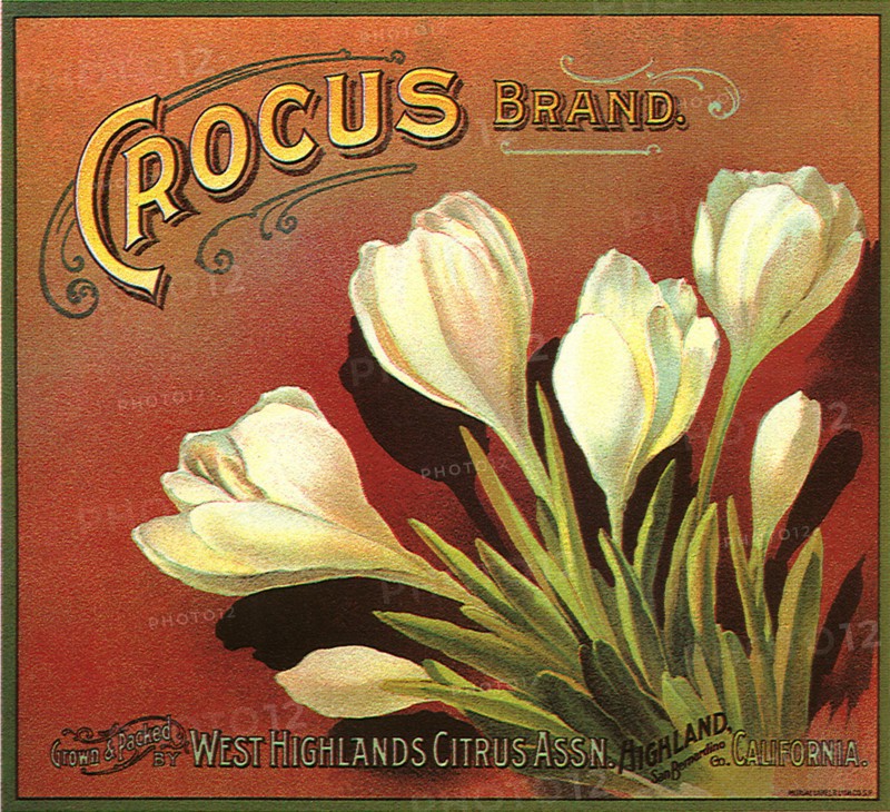 Crocus Fruit Label.