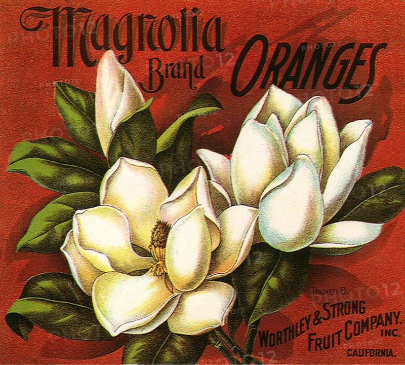 Magnolia Fruit Label.