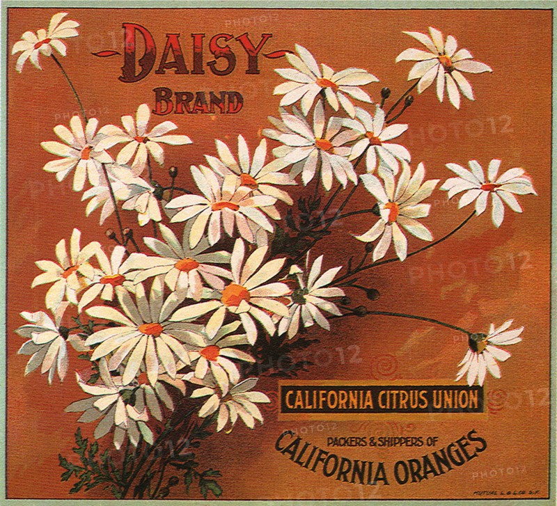 Daisies on Orange.