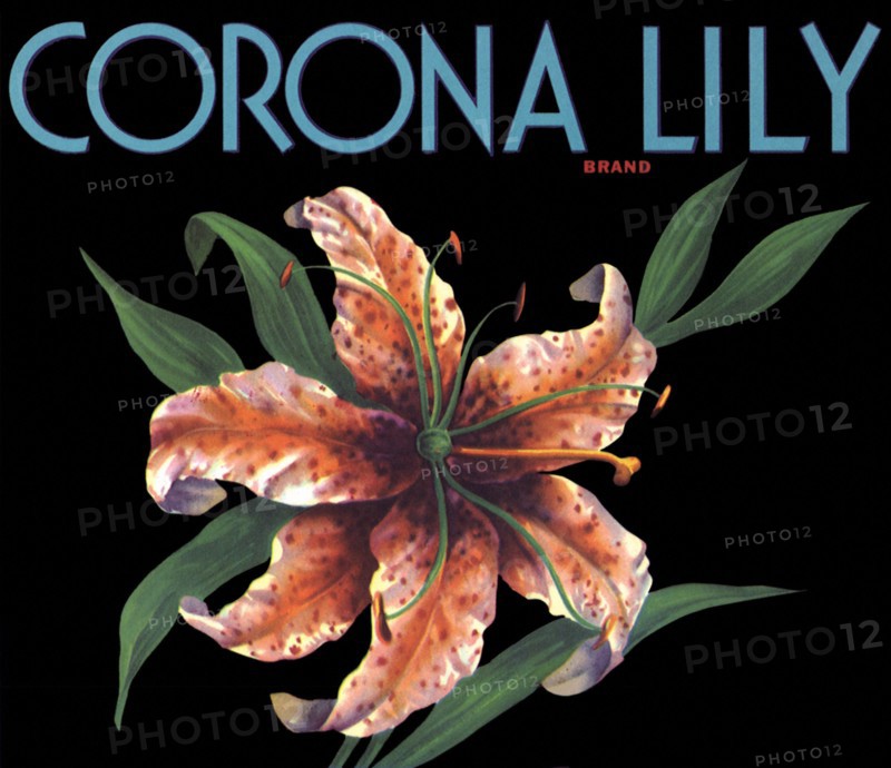 Lily Fruit Label.