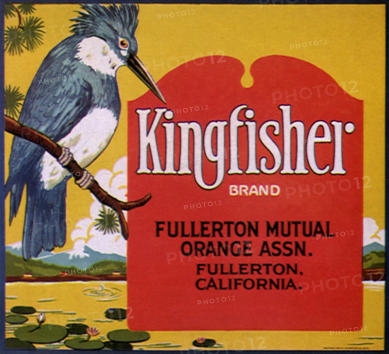 Kingfisher.