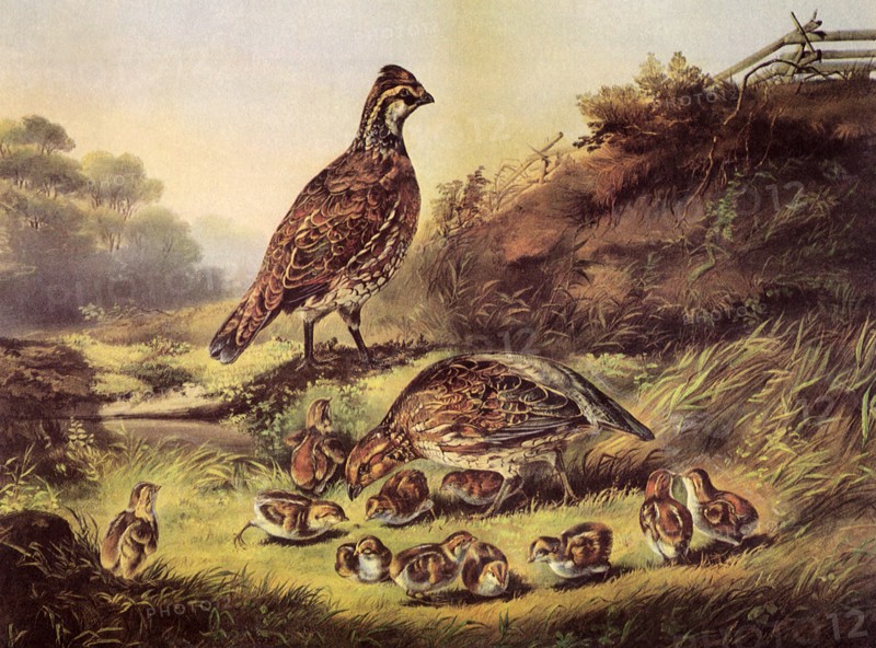 Birds and Chicks.