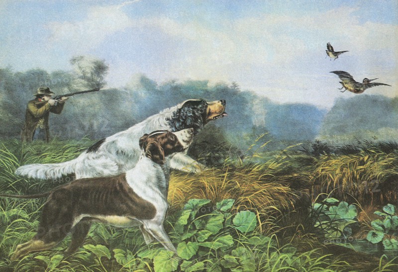 Hunting Dogs.