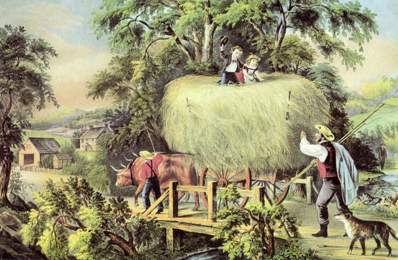 Oxen Pulling Hayride.