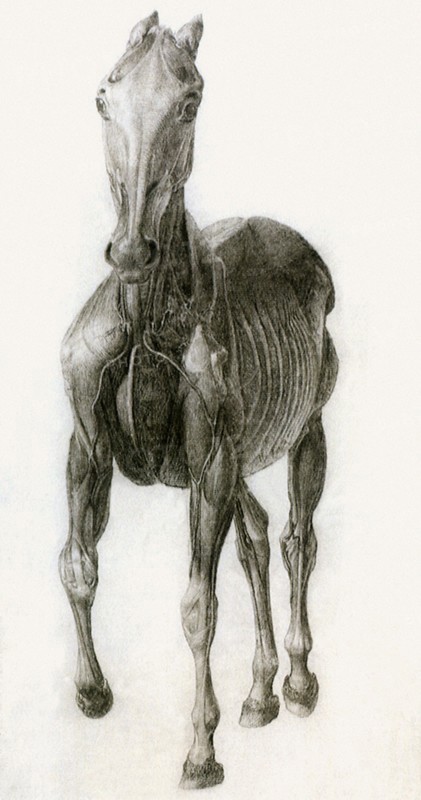 Finished Study for the Eighth Anatomical Table.