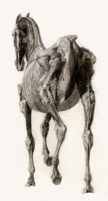 Finished Study for the Fourteenth Anatomical Table.