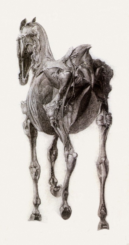 Finished Study for the Fifteenth Anatomical Table.