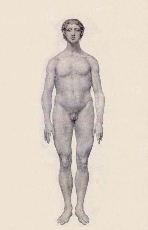 Human Being, Anterior View, Undissected.