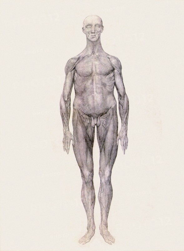 Human Being, Anterior View.