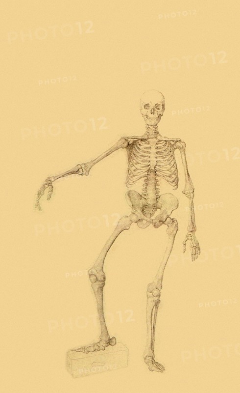 Human Skeleton, Anterior View, Right Arm Outstretched.