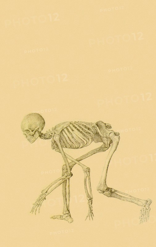 Human Skeleton, Lateral View, in Crawling Posture.