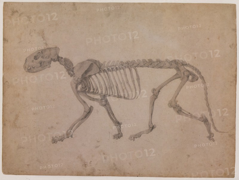 Tiger Skeleton, Lateral View.