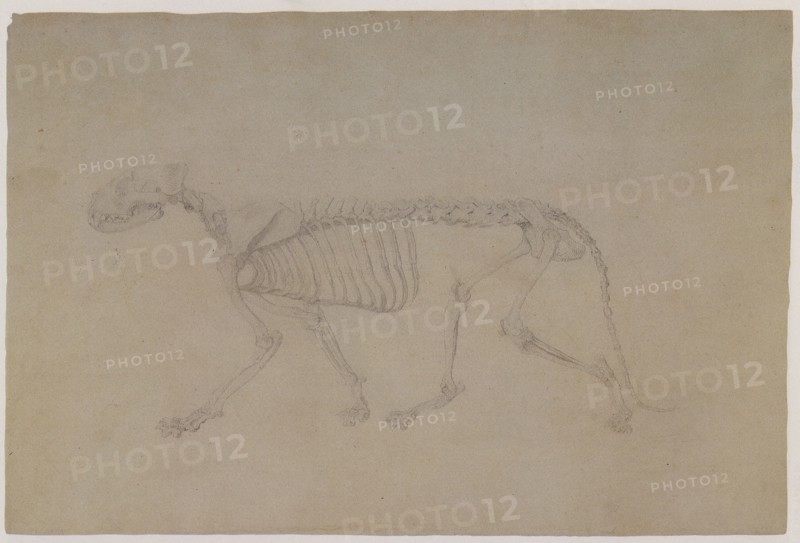 Tiger Skeleton, Lateral View, in Walking Posture.