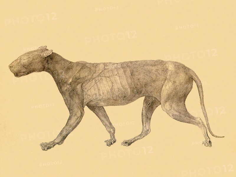 Tiger, Lateral View, with Skin and Tissue Removed.