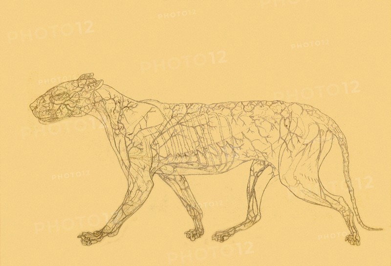 Tiger, Lateral View: Subcutaneaus Blood Supply.