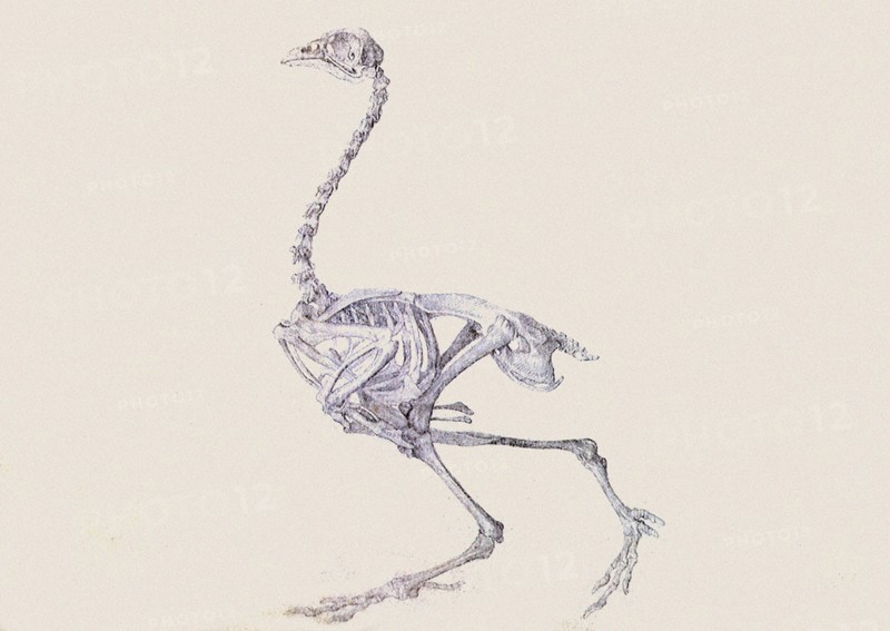 Dorking Hen Skeleton, Lateral View, in Walking Posture.