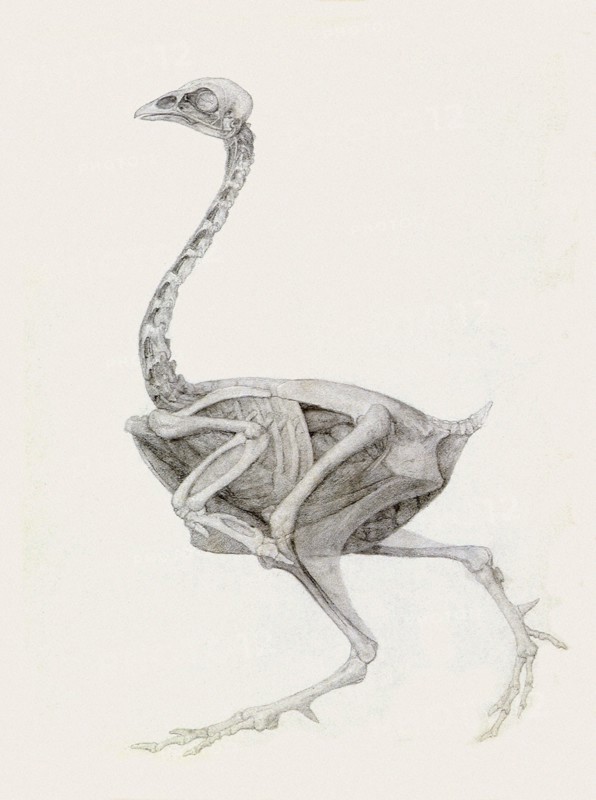 Fowl, Lateral View, Deeply Dissected.