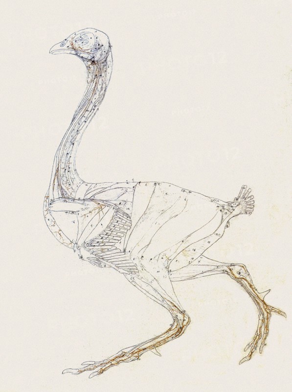 Fowl Skeleton, Lateral View Numbered and Lettered.
