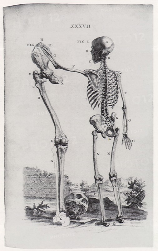Skeleton and Large Limb Bone.