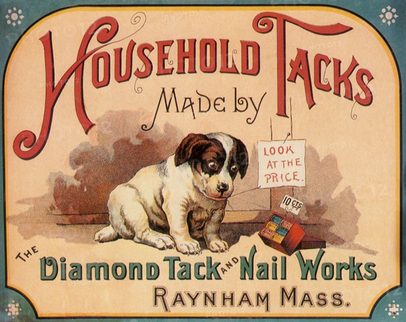 Dog looks at Box of Tacks.