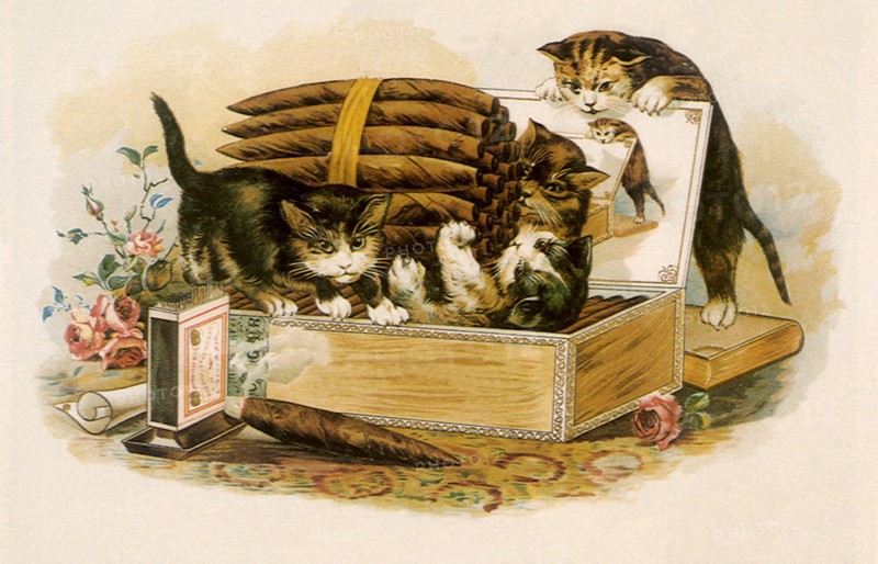 Kittens play with Cigars.