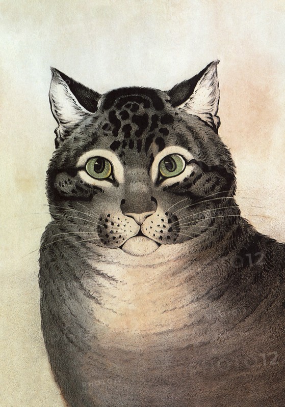 The Favorite Cat.