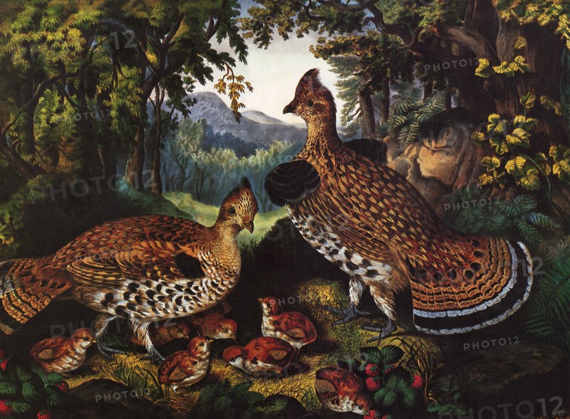 Ruffed Grouse and Young.