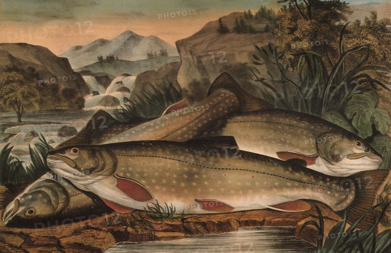 Brook Trout - Just Caught.