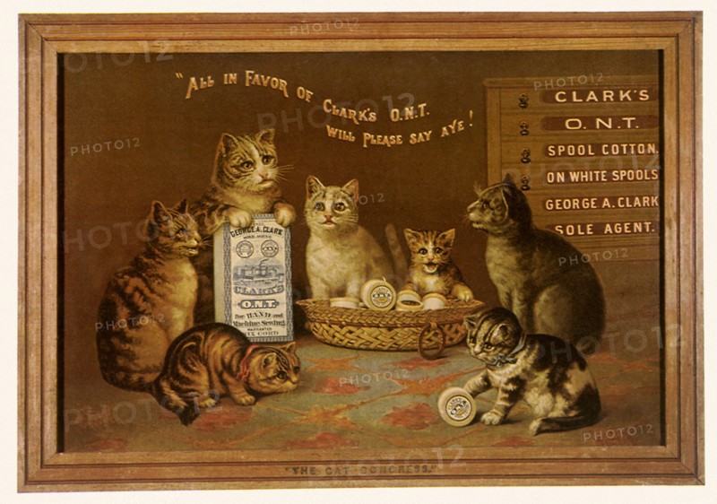The Cat Congress.
