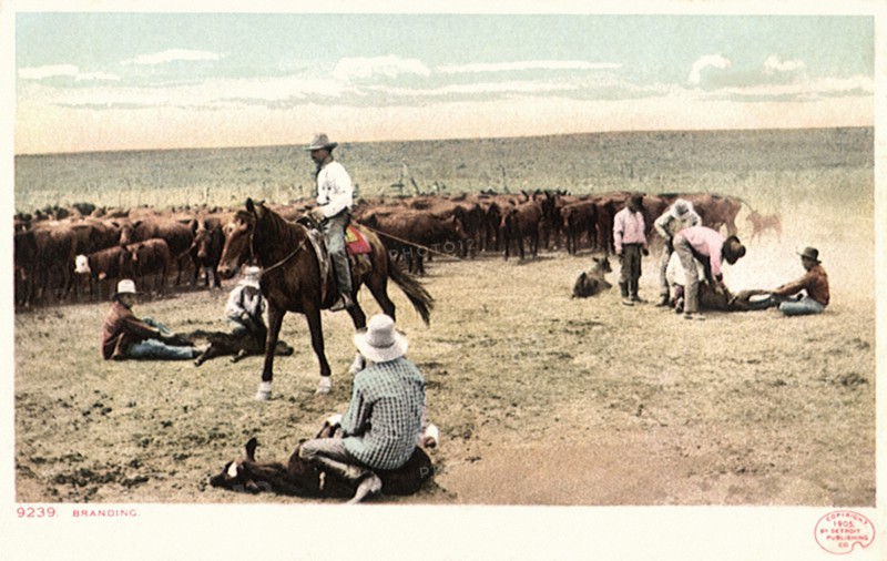 Cowboys Roping Calves with Herd.