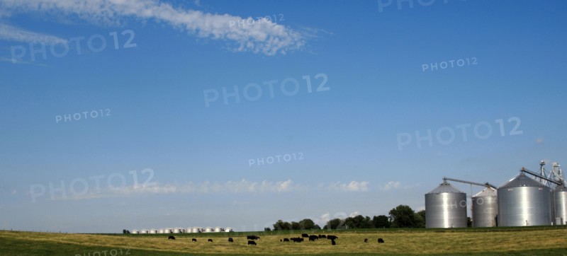 Silos and cattle grazing in a meadow