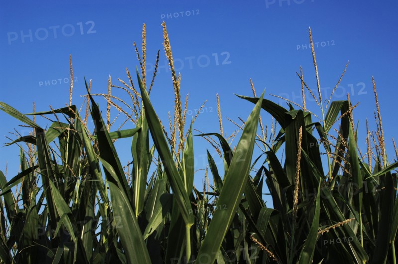Corn growing field