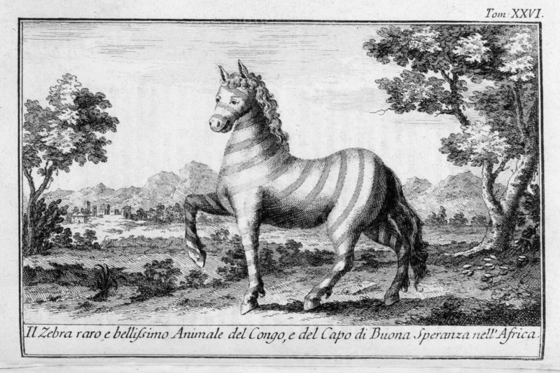 planche représentant "le zèbre, rare et bel animal du congo et du cap de bonne espérance" d'un volume sur l'afrique de 1766