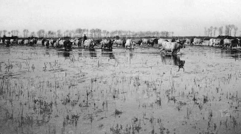 italy, lazio, agro pontino, marshes