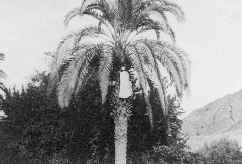 arabian picking dates, 1913