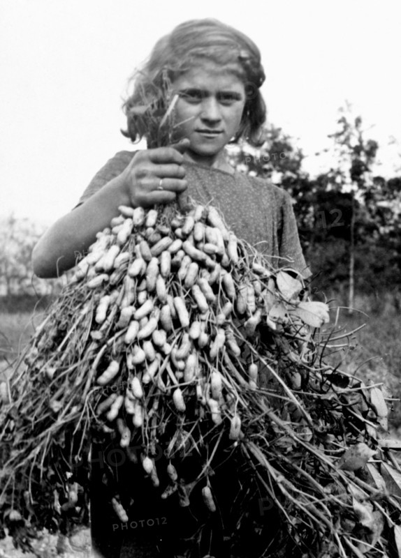 coltivazioni arachidi, 1920-1930