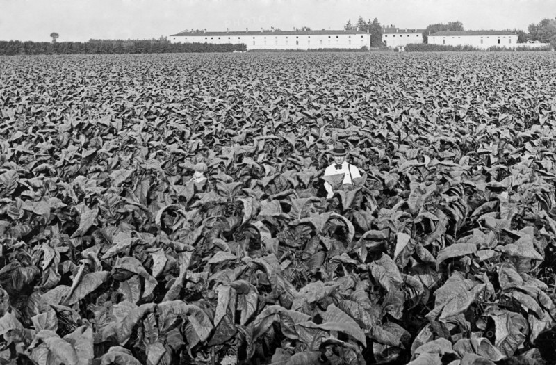 tobacco, 1940-1950