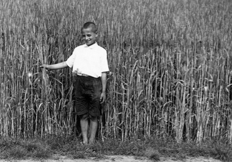 cornfield, 1930-1940