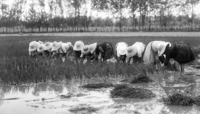 agricolture, paddyfield, 1930-1940