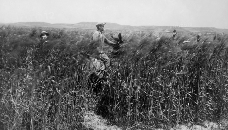 cornfield, 1931