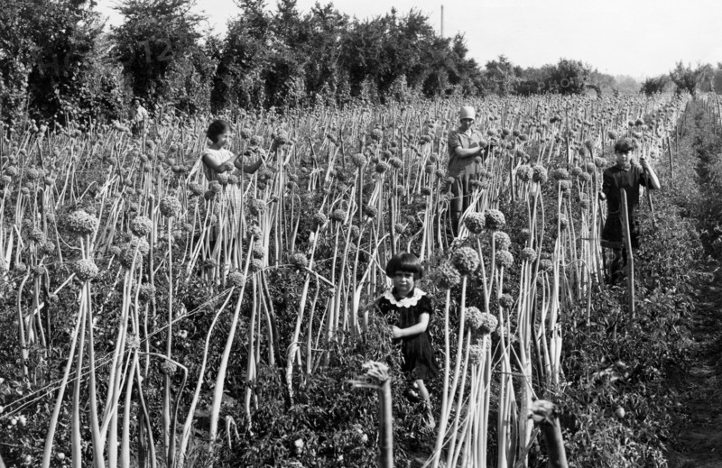 agriculture, onions growing, 1940