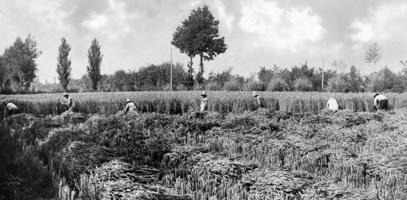 cornfield, 1920-1930
