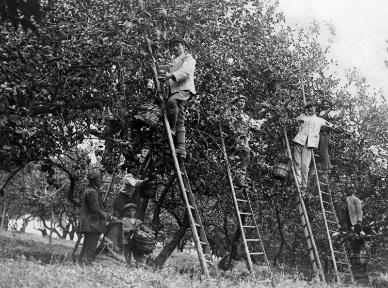 italy, sicily, lemons harvesting